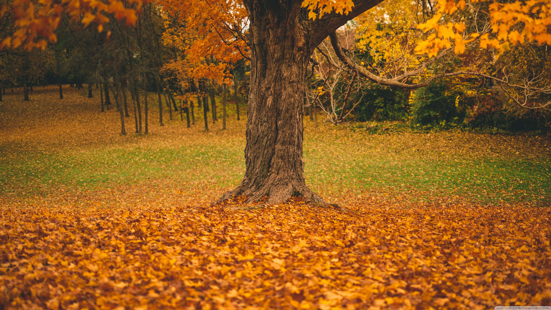 4k Fall Wallpaper