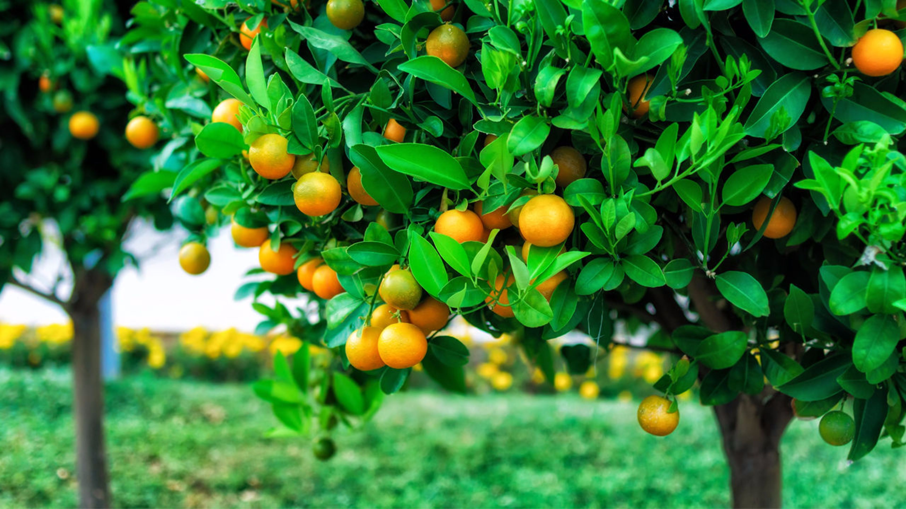 Fruit Tree Wallpaper Top Background