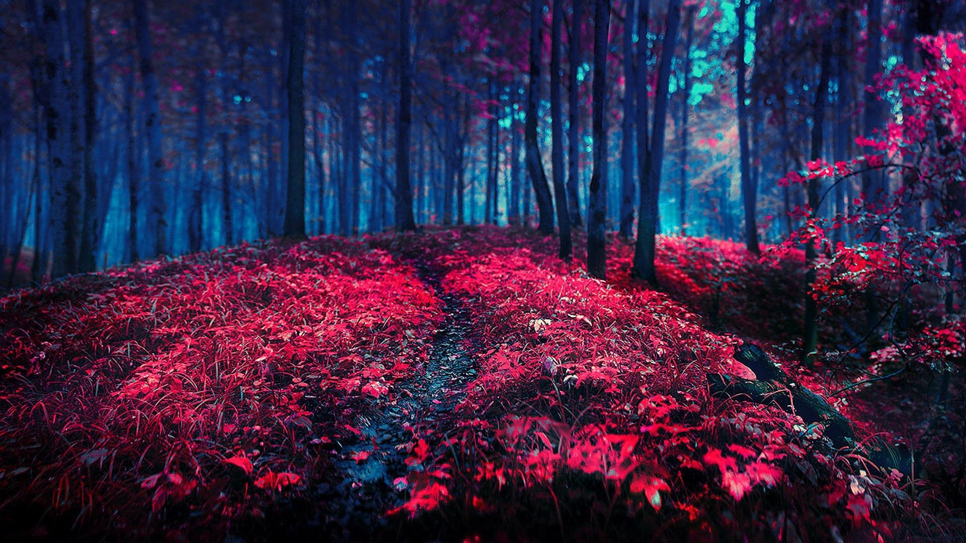 Nature Red Wallpaper
