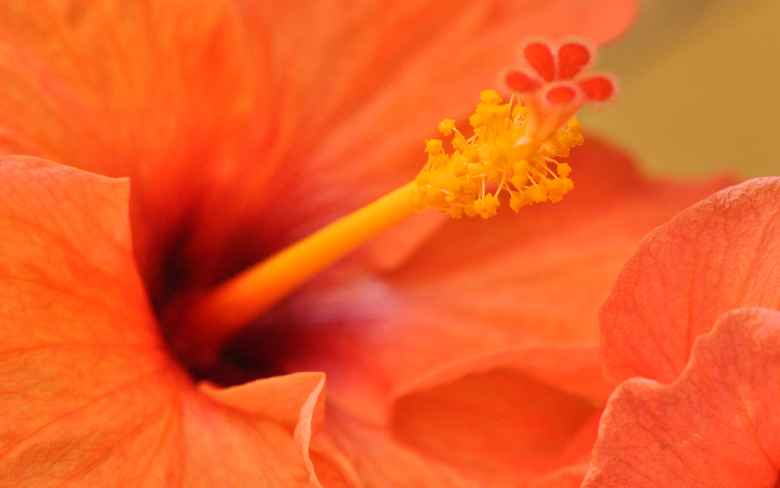 Orange Hibiscus Flower Wallpaper HD