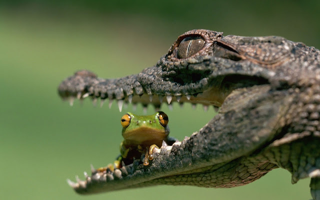 Crocodile And Frog Wallpaper HD Animals