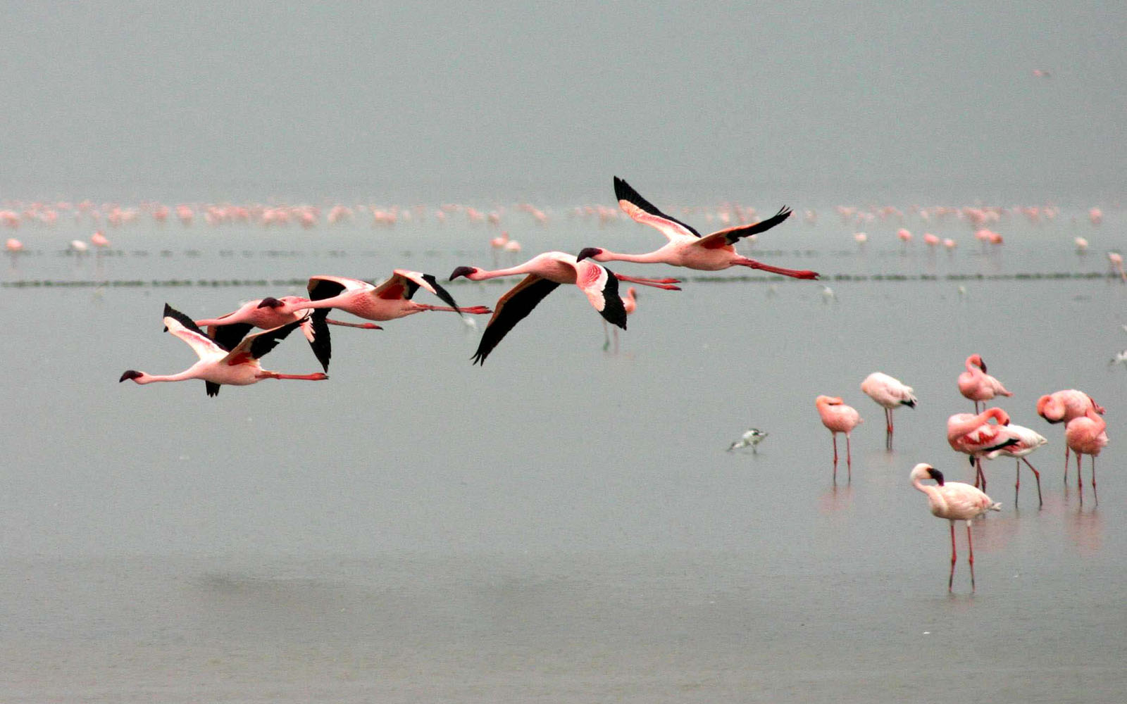 Flamingo Wallpaper HD Online
