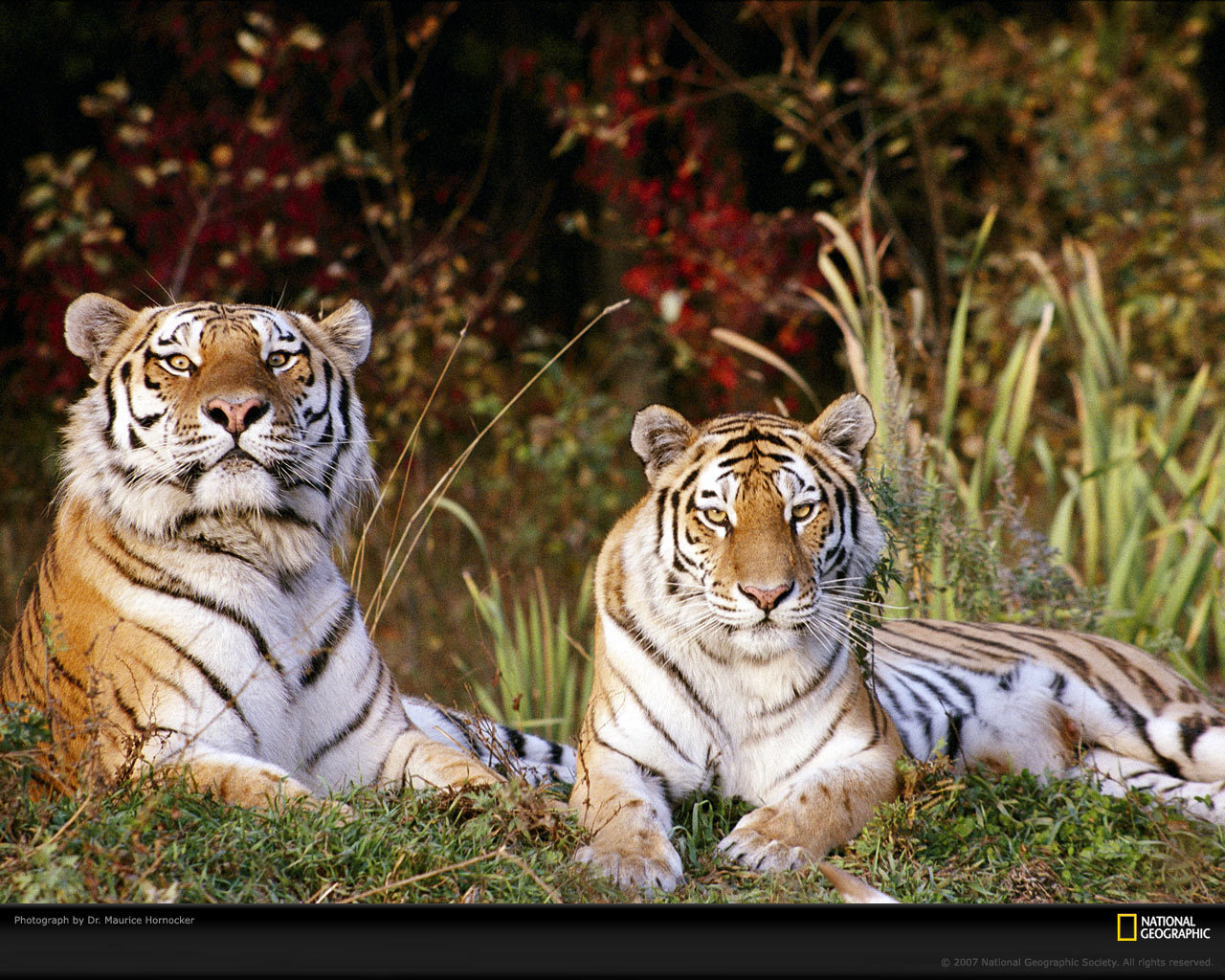 Tiger Wallpaper   Tigers Wallpaper 9981546 1280x1024