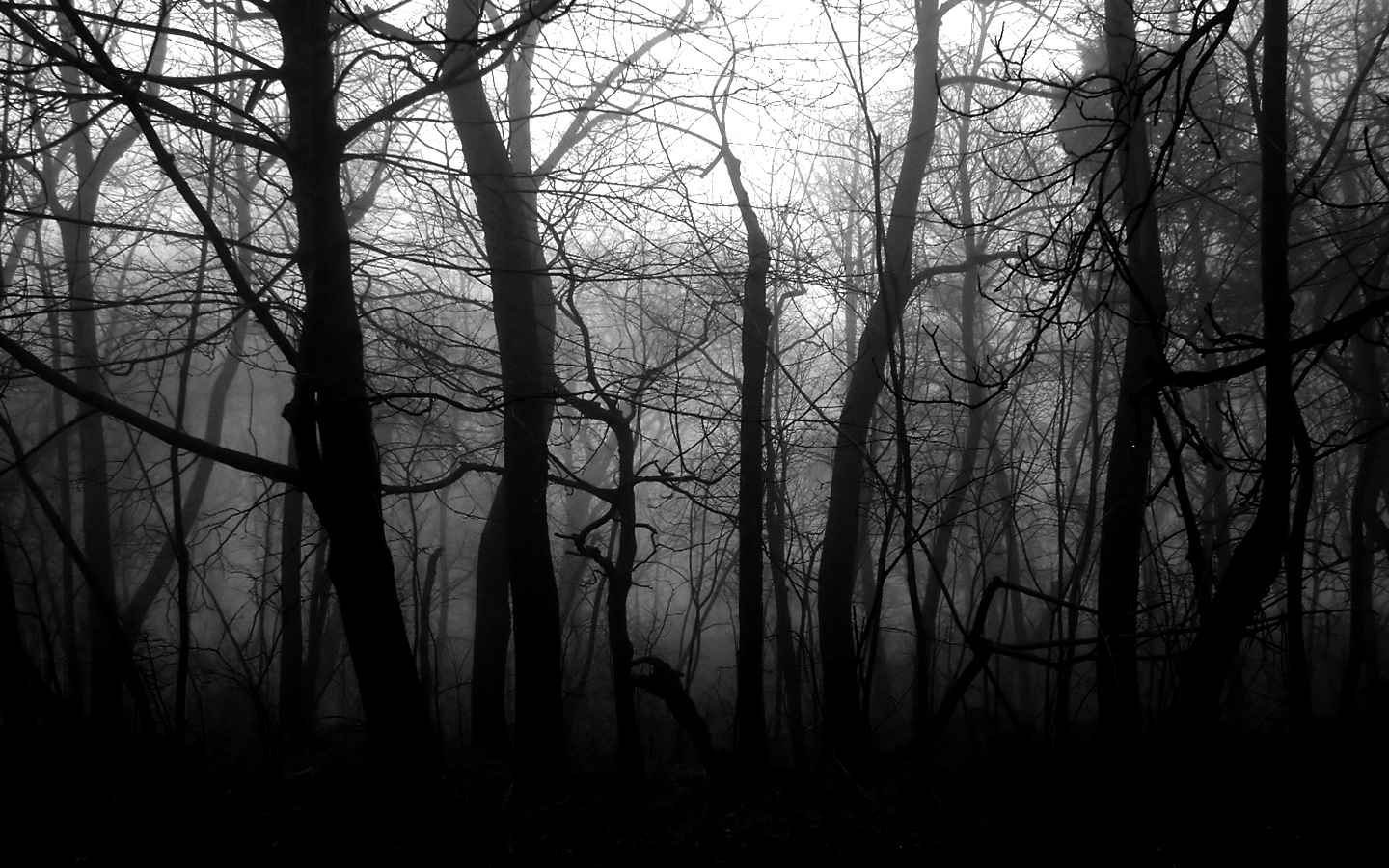 🔥 [40+] Black and White Woods Wallpapers | WallpaperSafari