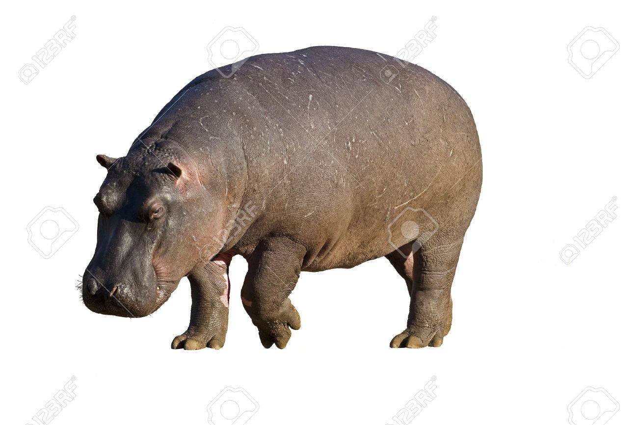 Close Up Of Hippopotamus Against A White Background