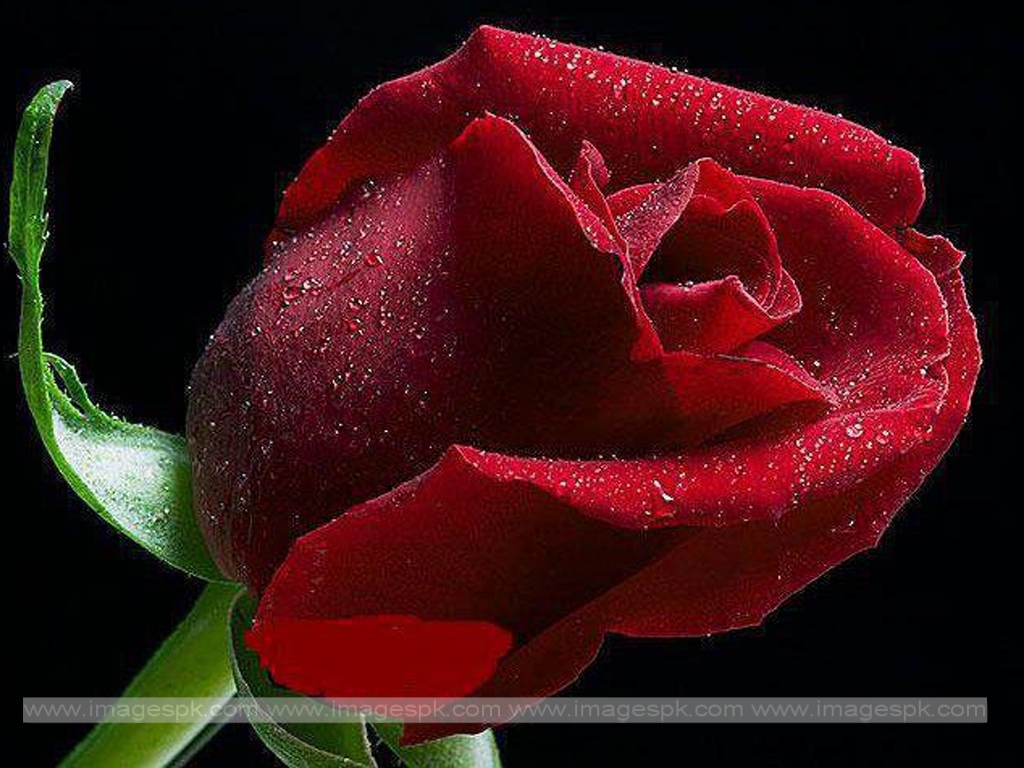 Red Rose With Black Background Wallpaper