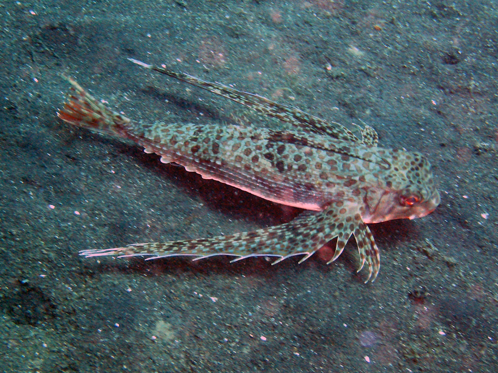 The Flying Gurnard Wallpaper
