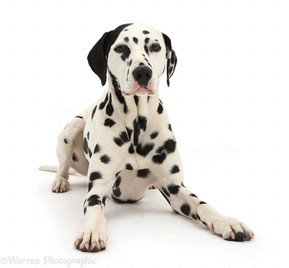 Wp38628 Dalmatian Dog Jack Years Old With One Black Ear Lying