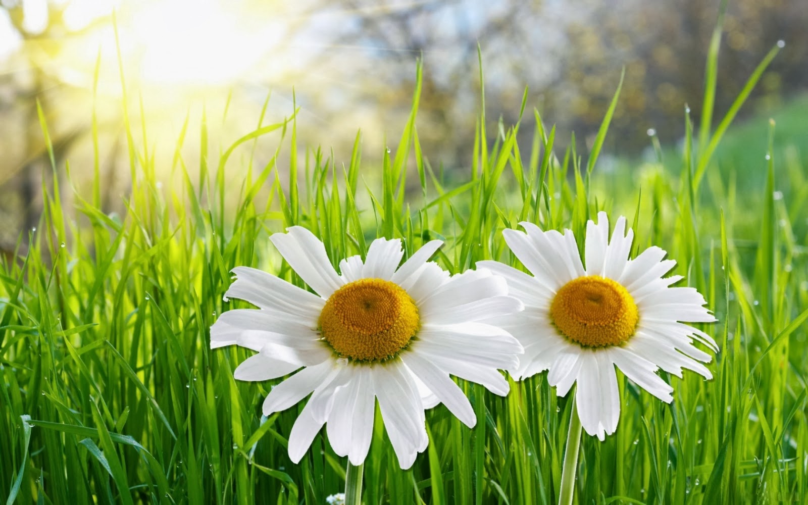Daisy Flower Wallpaper And Make This For Your