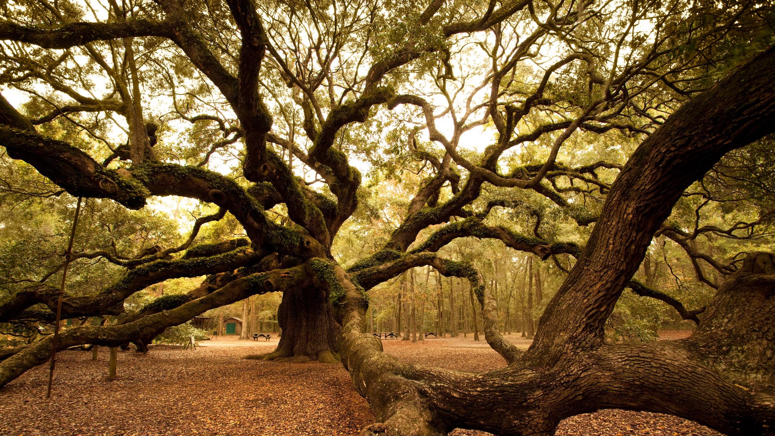 Angel Oak Tree   Landmark Review Cond Nast Traveler