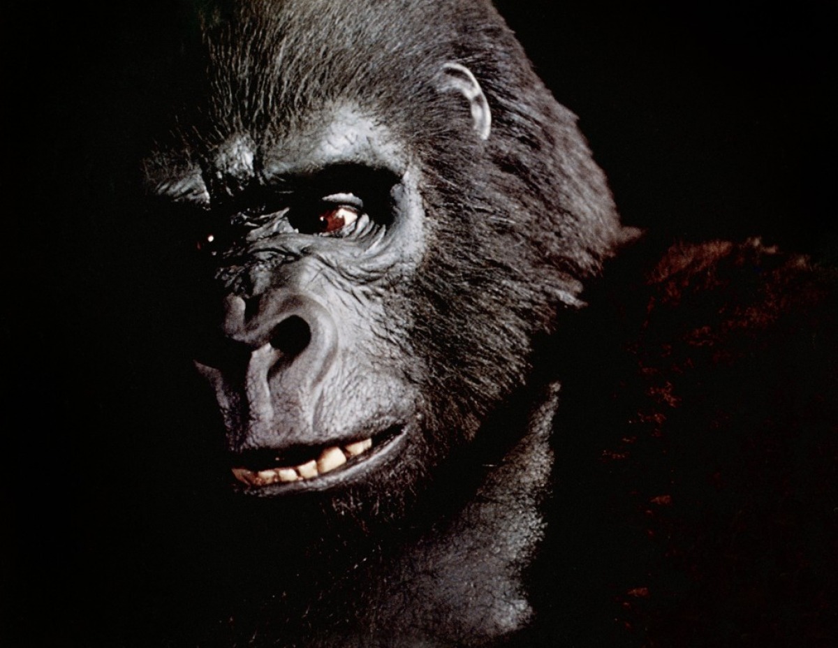 King Kong Wallpaper Photos HD Movie