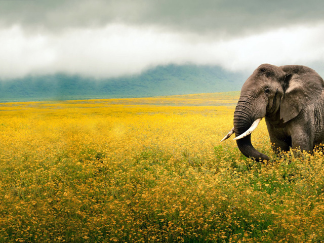 Elephant On The Field Wallpaper And Image Pictures