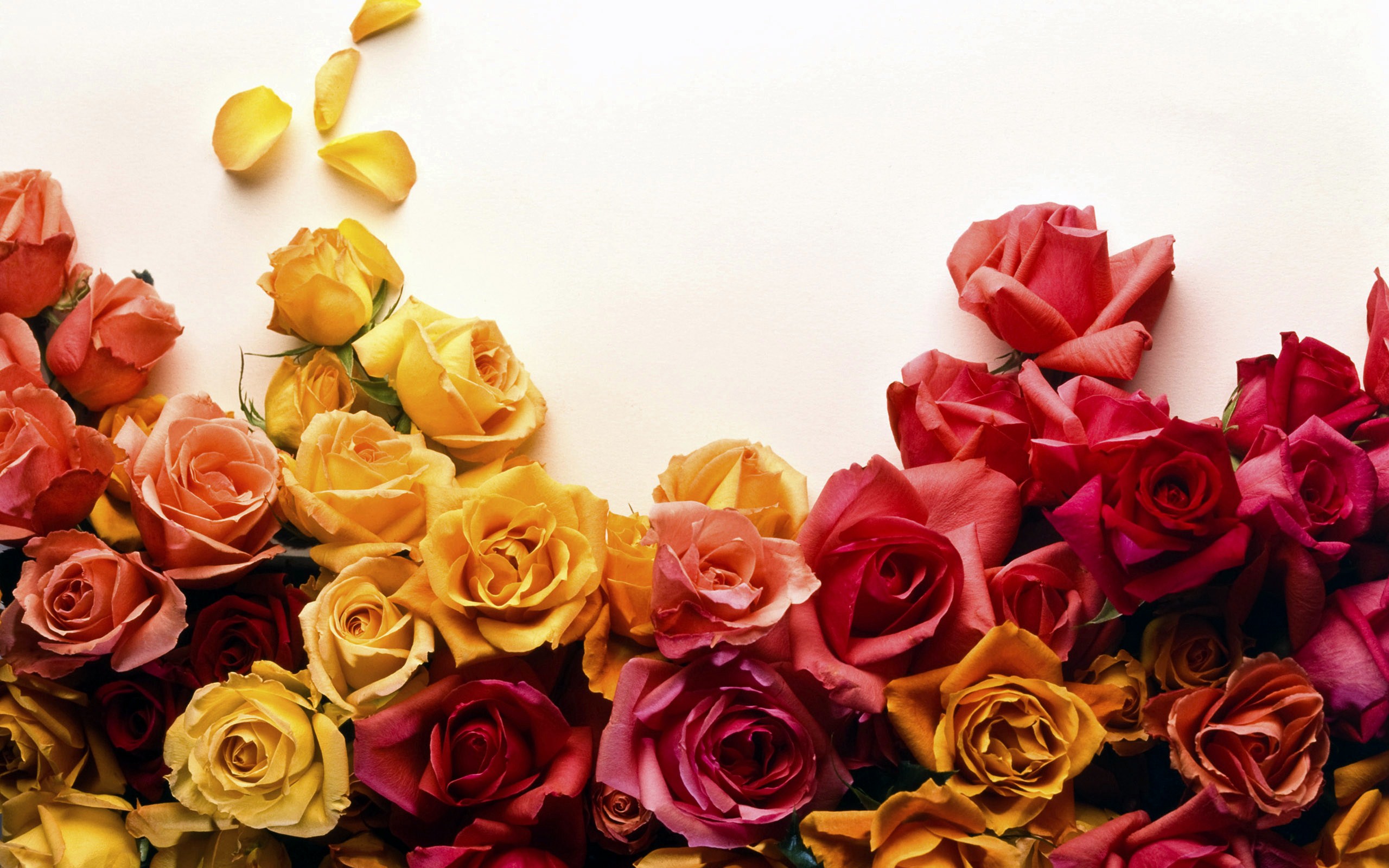 Colors Of Roses Wallpaper HD