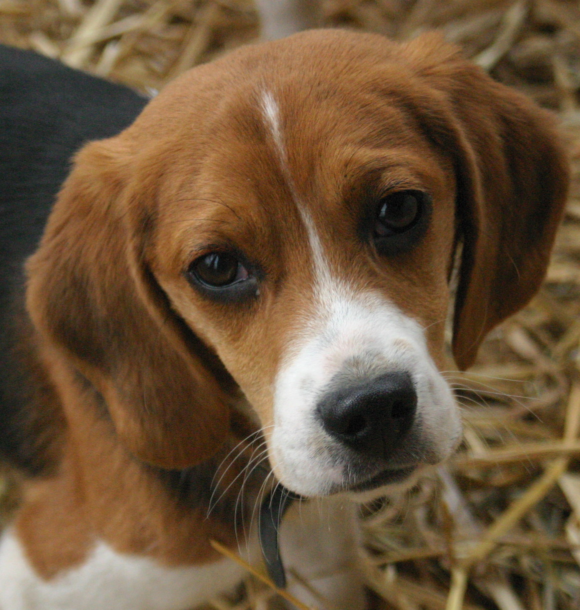 File Beagle Puppy Portrait Jpg Wikipedia The Encyclopedia