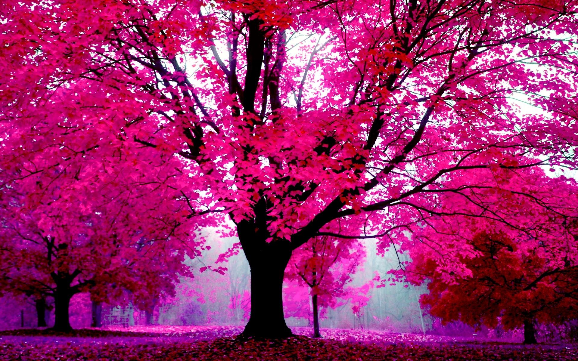 Pink Trees Wallpaper