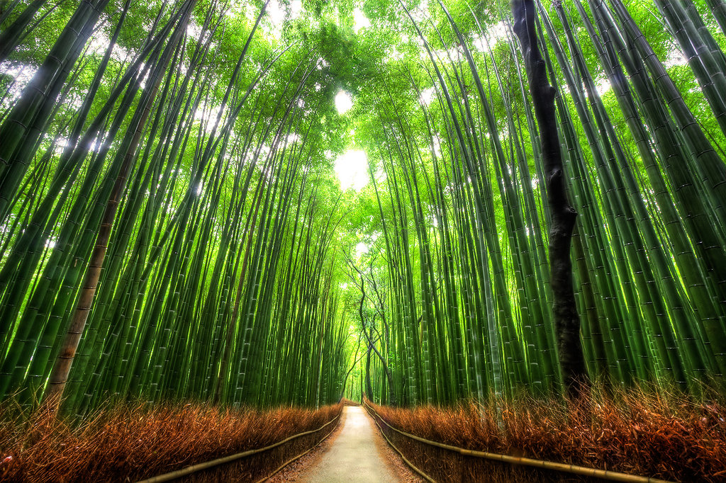 Zen Bamboo Wallpaper HD