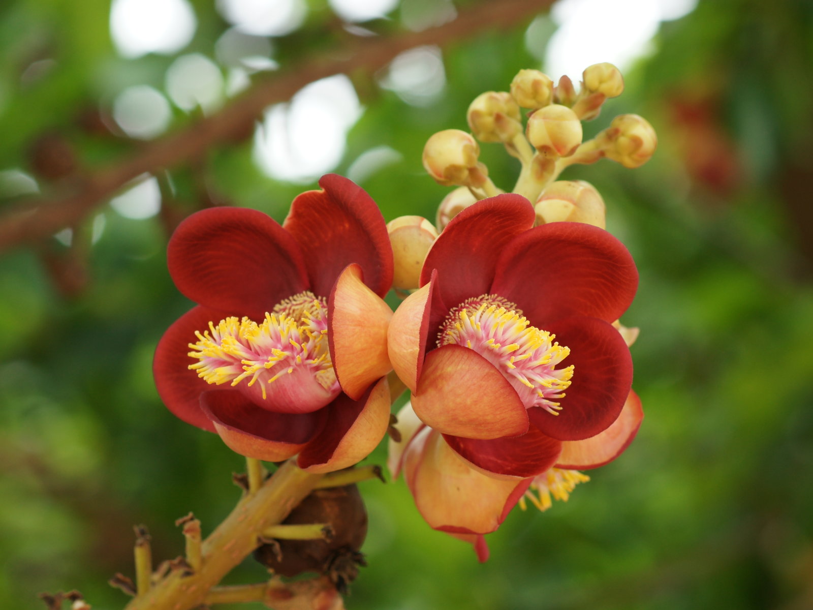 Beautiful Flower Wallpaper For Your Computer Desktop
