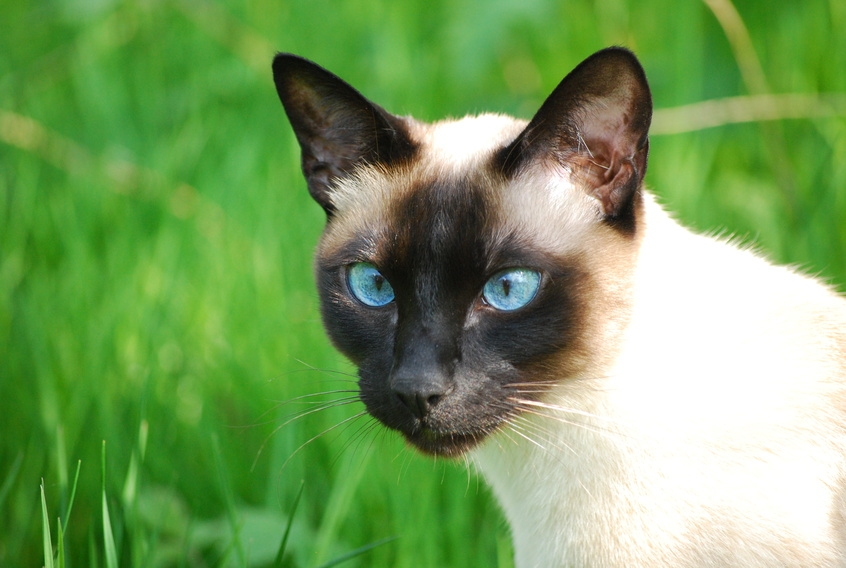 Cat HD Wallpaper Siamese This For In