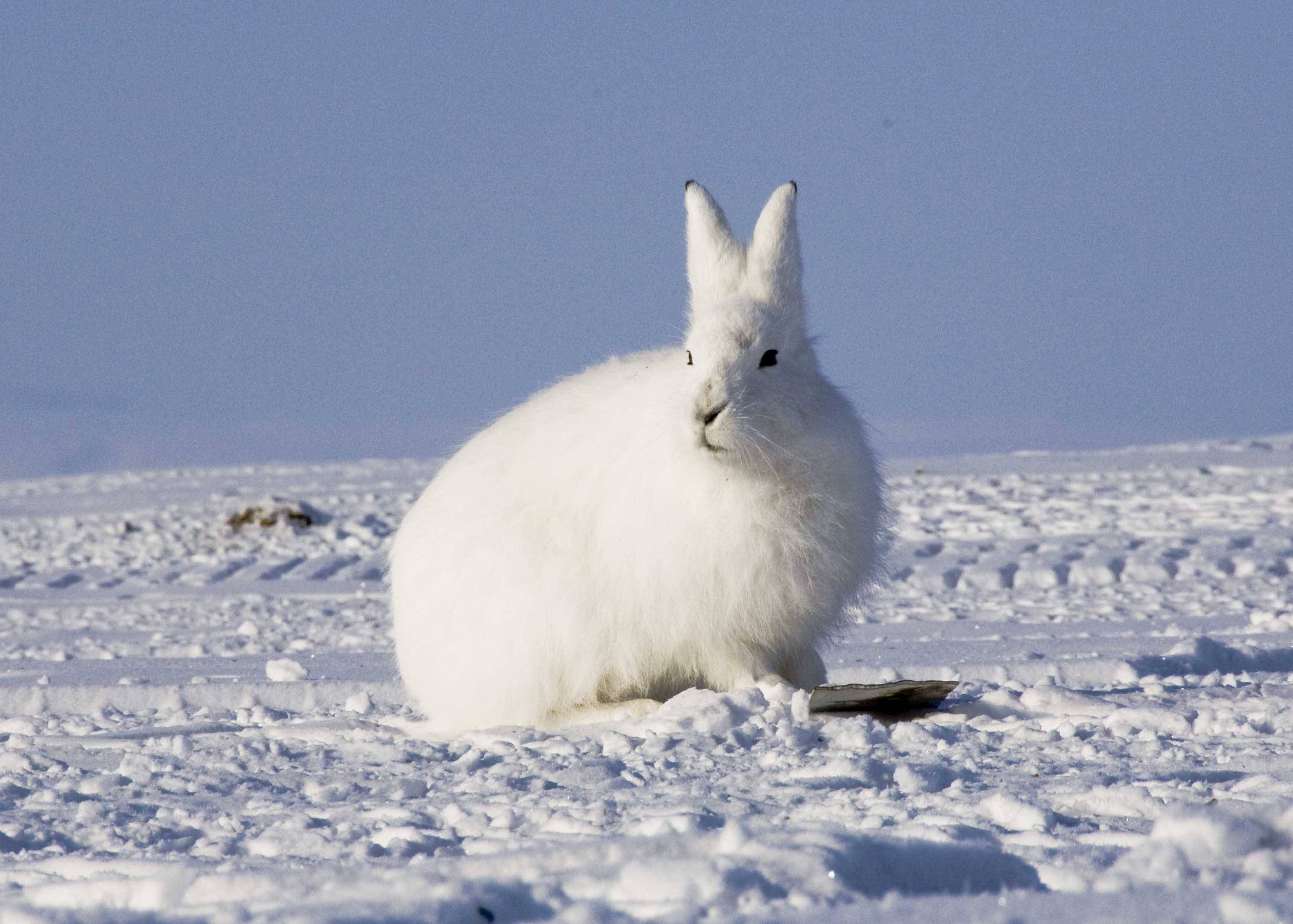 Arctic Hare Wallpaper Animal Lovers