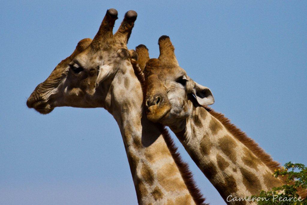 Awesome Giraffe Pictures For You