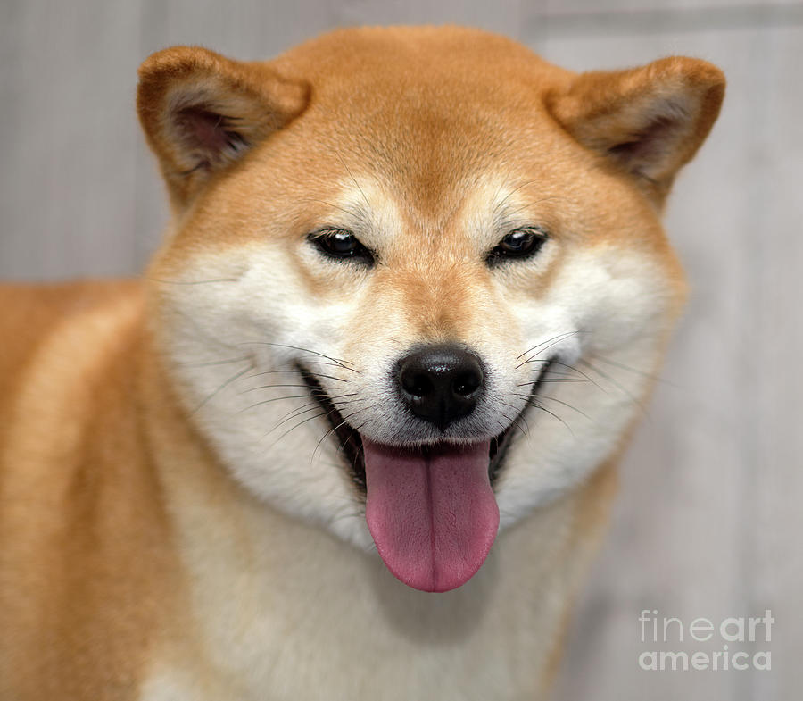 Red Shiba Inu Dog On Gray Background Photograph By Borislav