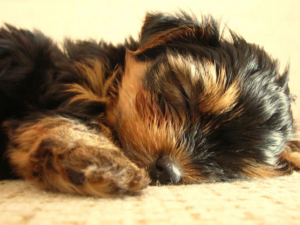 Pet Yorkshire Terrier Puppy Having A Snooze Wallpaper