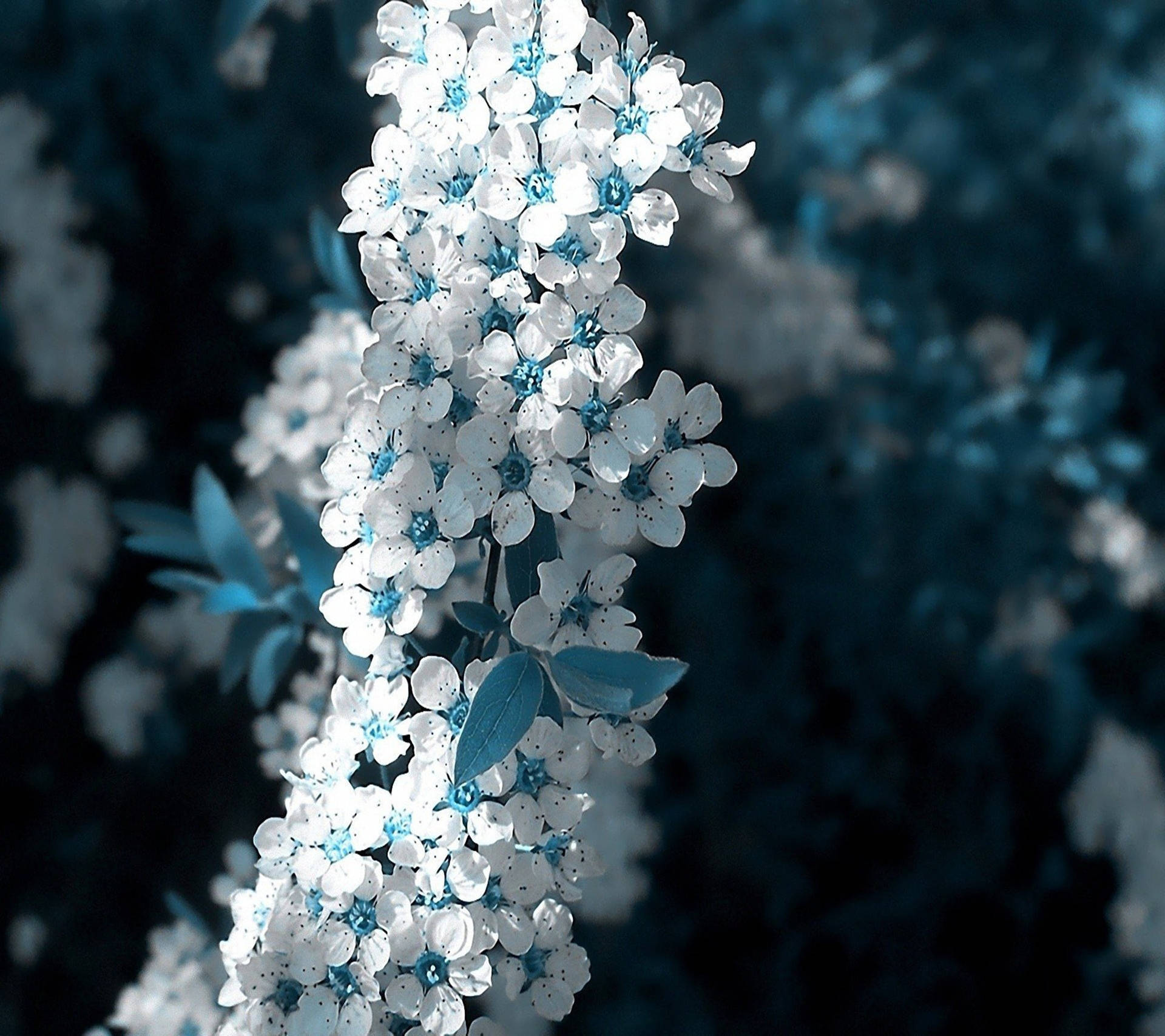 White Flower Wallpaper HD