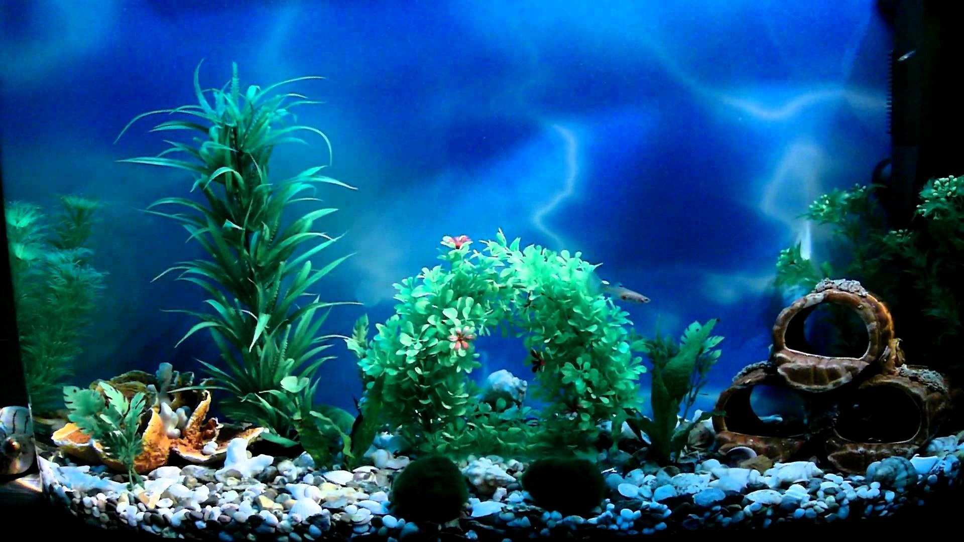 Aquarium Background Picture Wallpaper