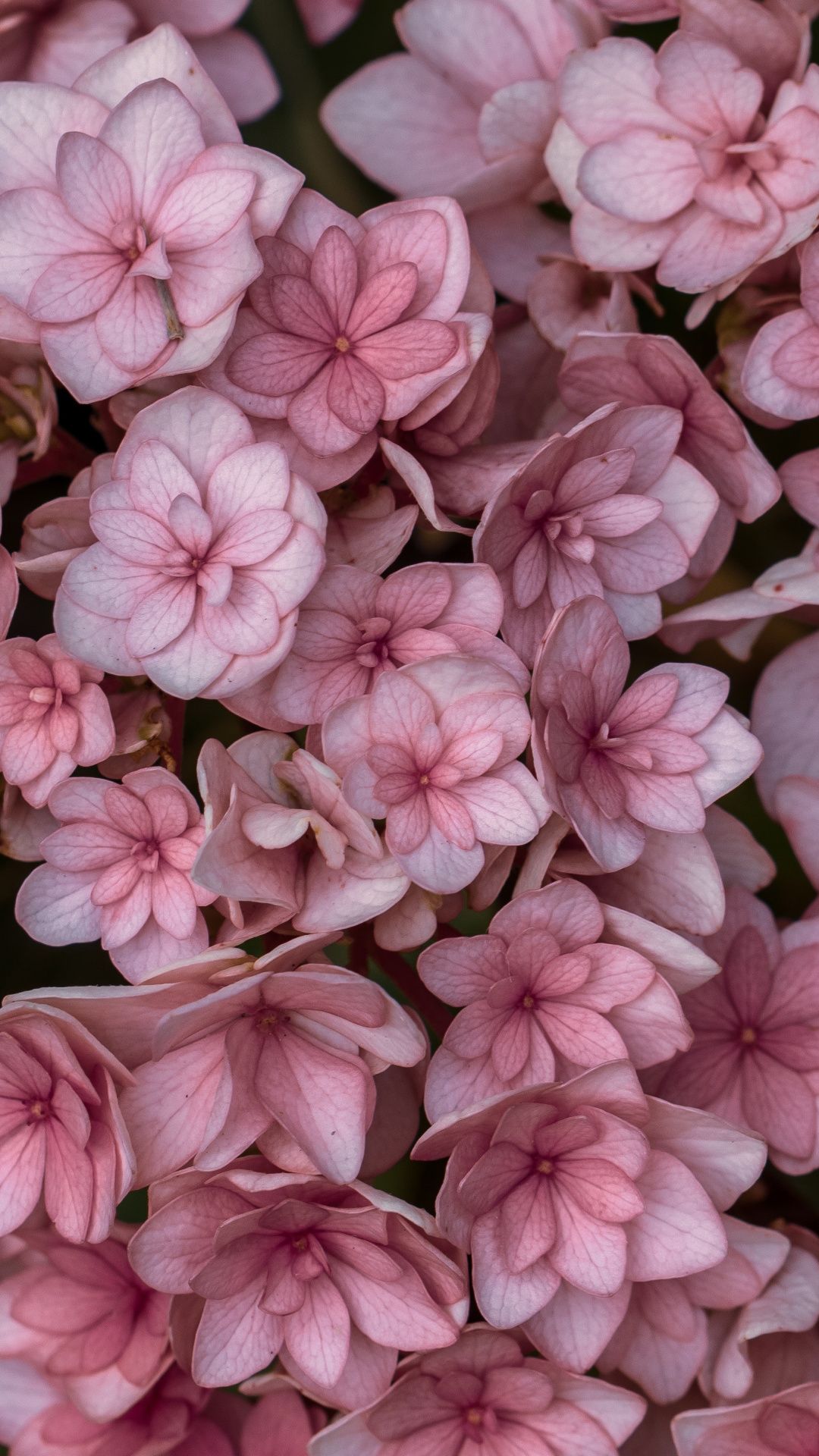 Free Download Pink Flowers Aesthetic Background Wallpaper By Free Download Pink Flowers Aesthetic Background Wallpaper By