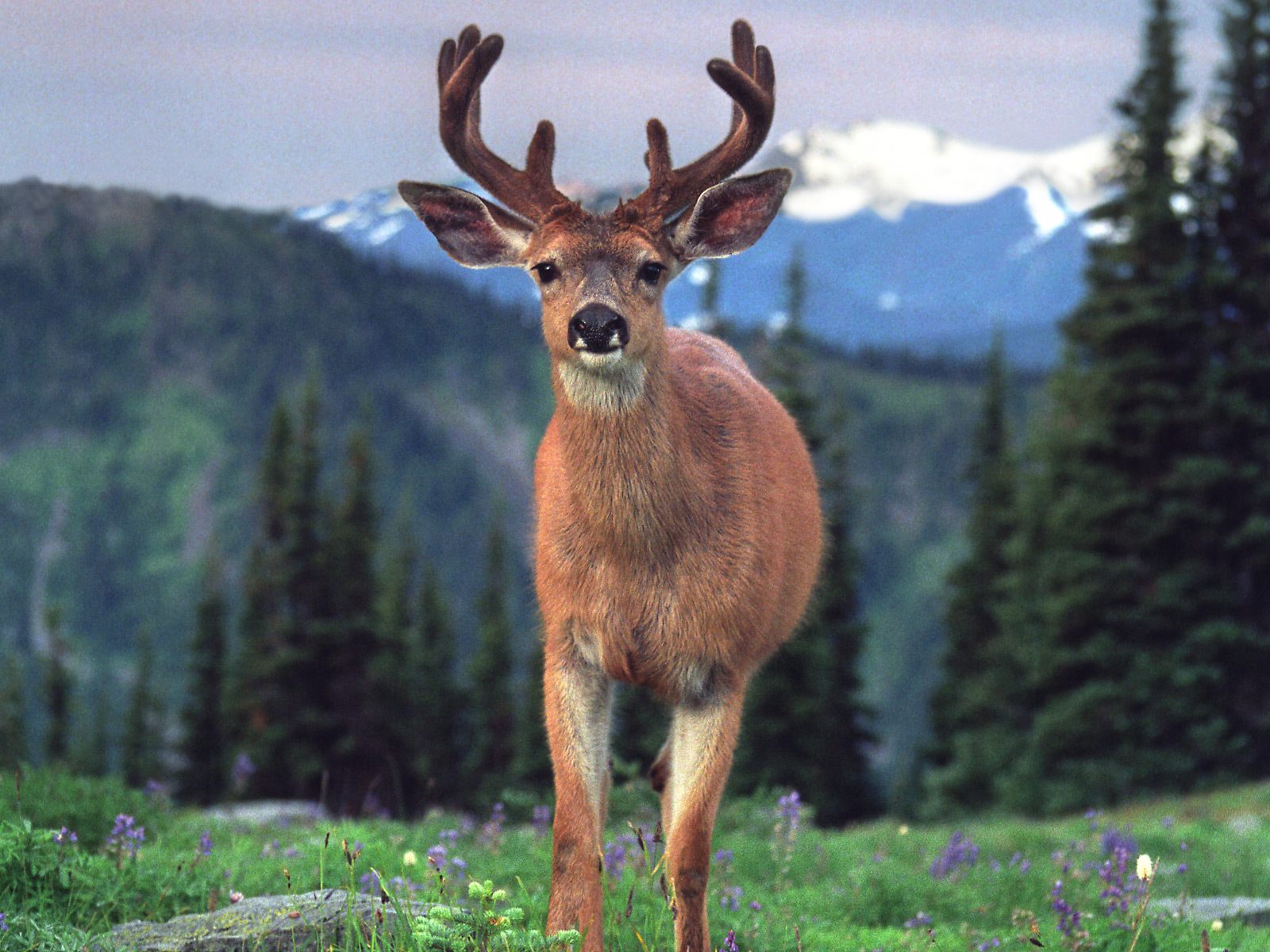 Hq Blacktail Deer Wallpaper