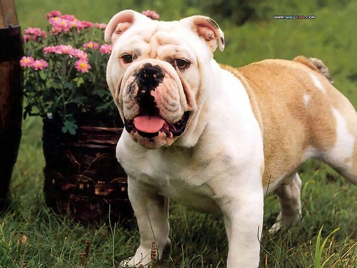Bulldogs Wallpaper In HD For Desktop Dogs Bulldog Ingles