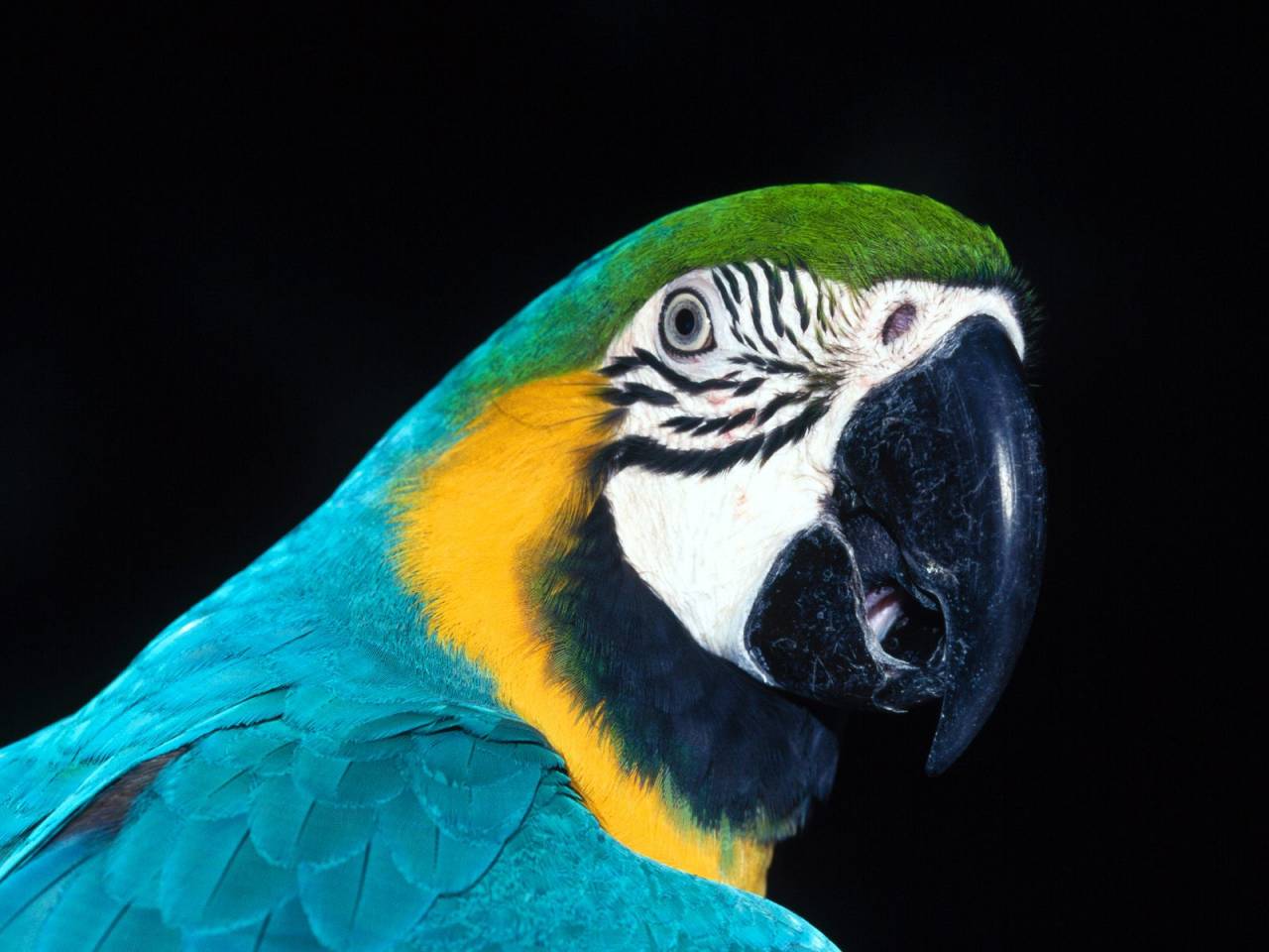 Animals Wallpaper Blue And Yellow Macaw
