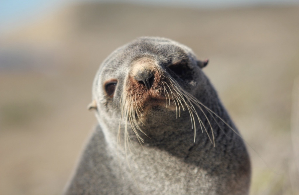 Southern Fur Seals From Biedma Chubut Ar On April At Wallpaper
