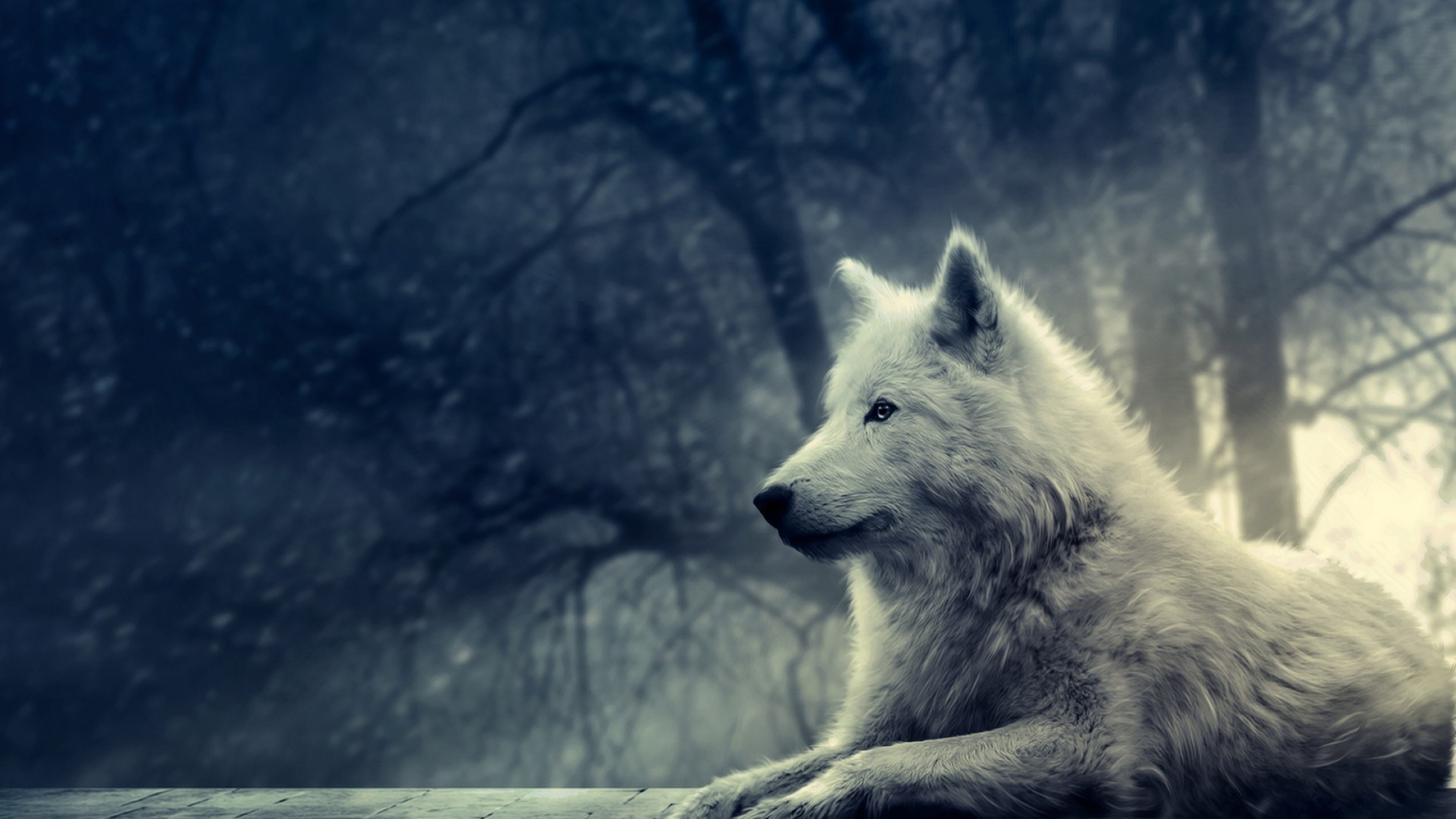 A majestic white wolf resting in a dark, misty forest, its gaze fixed on the distance. 4K resolution wallpaper