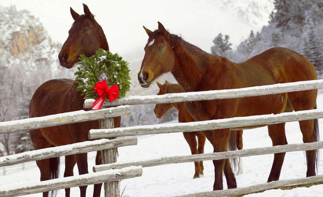 Clydesdale Horse Christmas Wallpaper Pictures