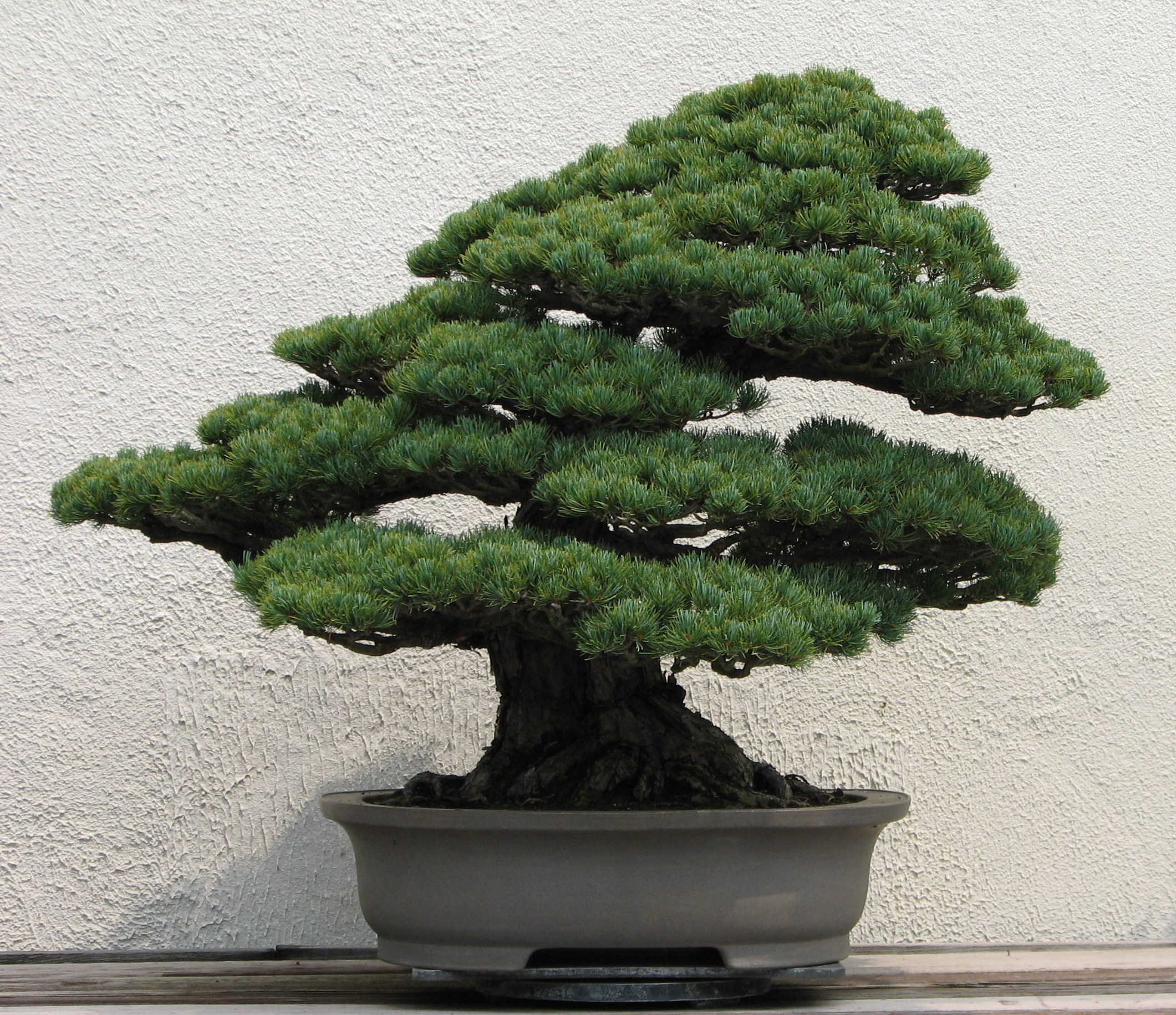 Japanese White Pine Bonsai Desktop Wallpaper HD For