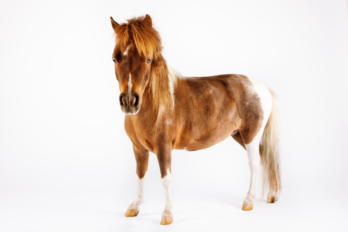 Miniature Horse Against White Background Stock Photo Getty Images 507x338