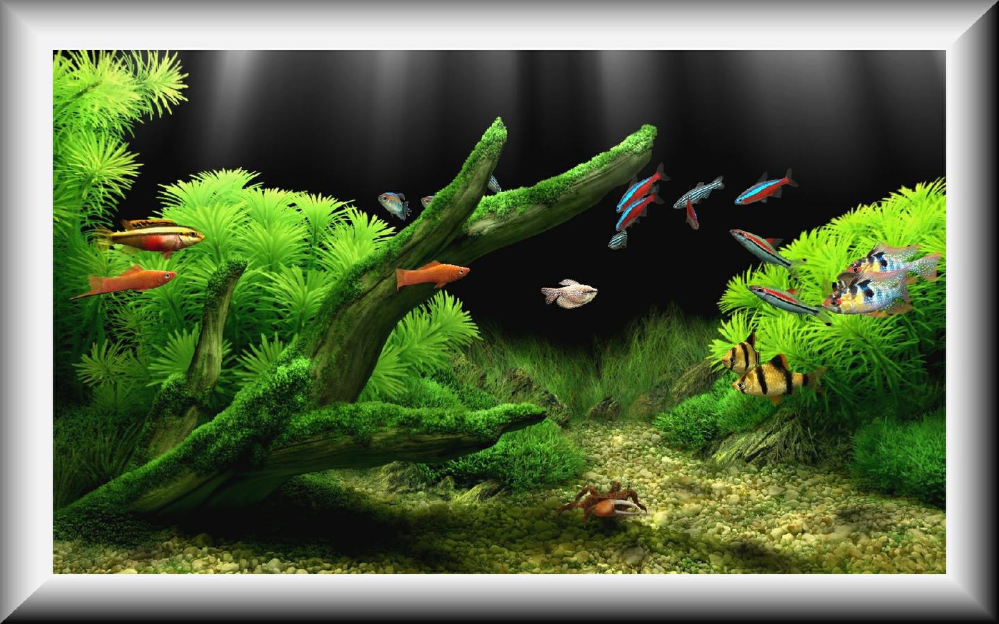 Dream Aquarium Wallpaper HD Desktop