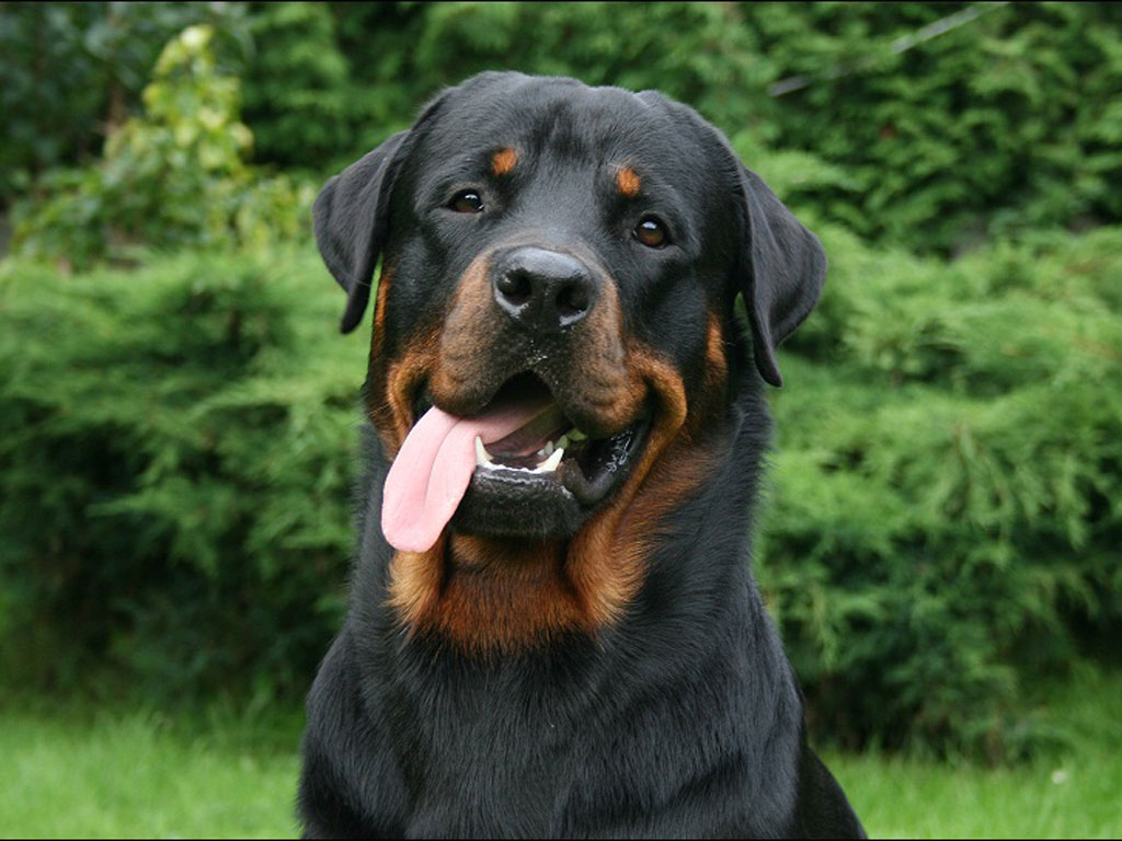 Wallpapers PC wallpapers rottweiler