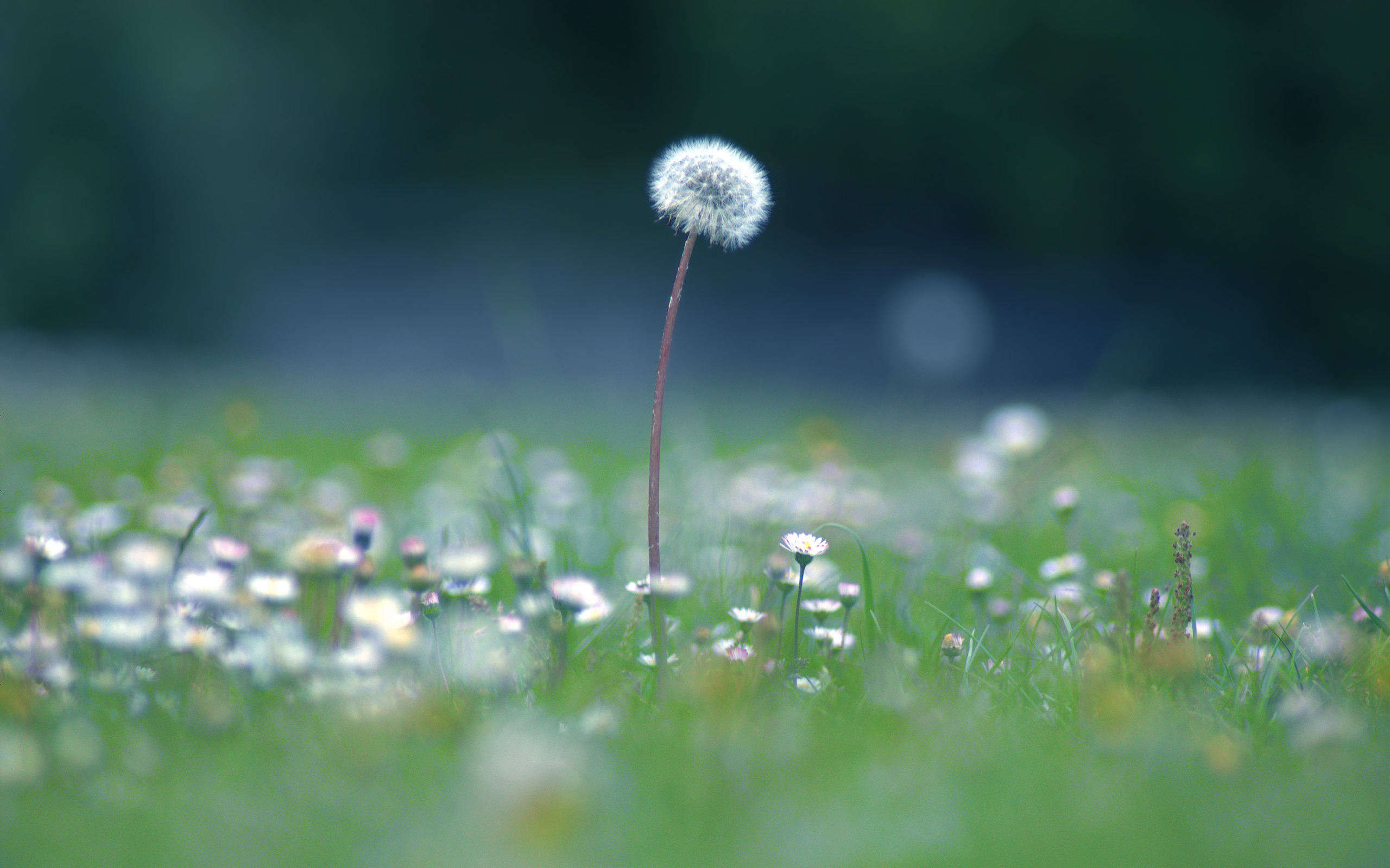 dandelion July wallpapers and images   wallpapers pictures photos