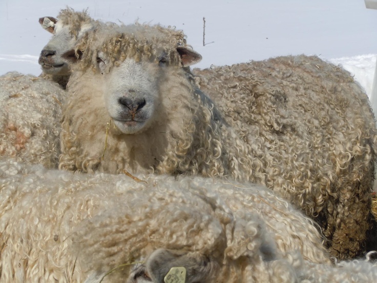 English Leicester Sheep Desktop Background Hivewallpaper
