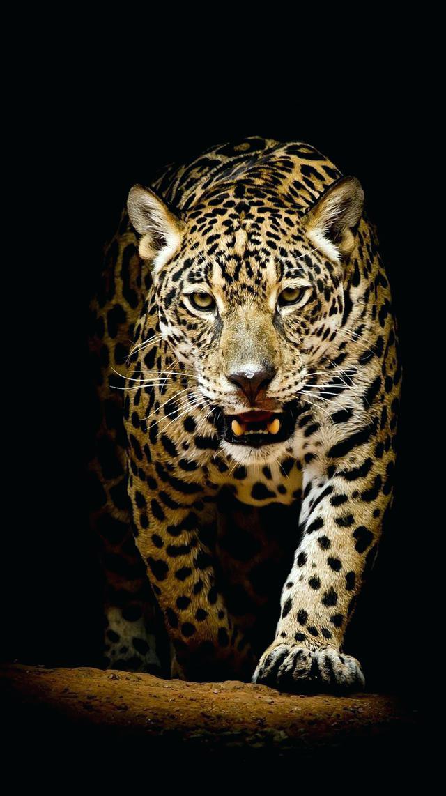 Free download Wallpaper Animals 41563 [640x1142] for your Desktop, Mobile &  Tablet | Explore 66+ Free Wallpapers Animals | Free Wallpaper Of Animals, Free  Animals Wallpapers, Free Desktop Wallpaper Animals