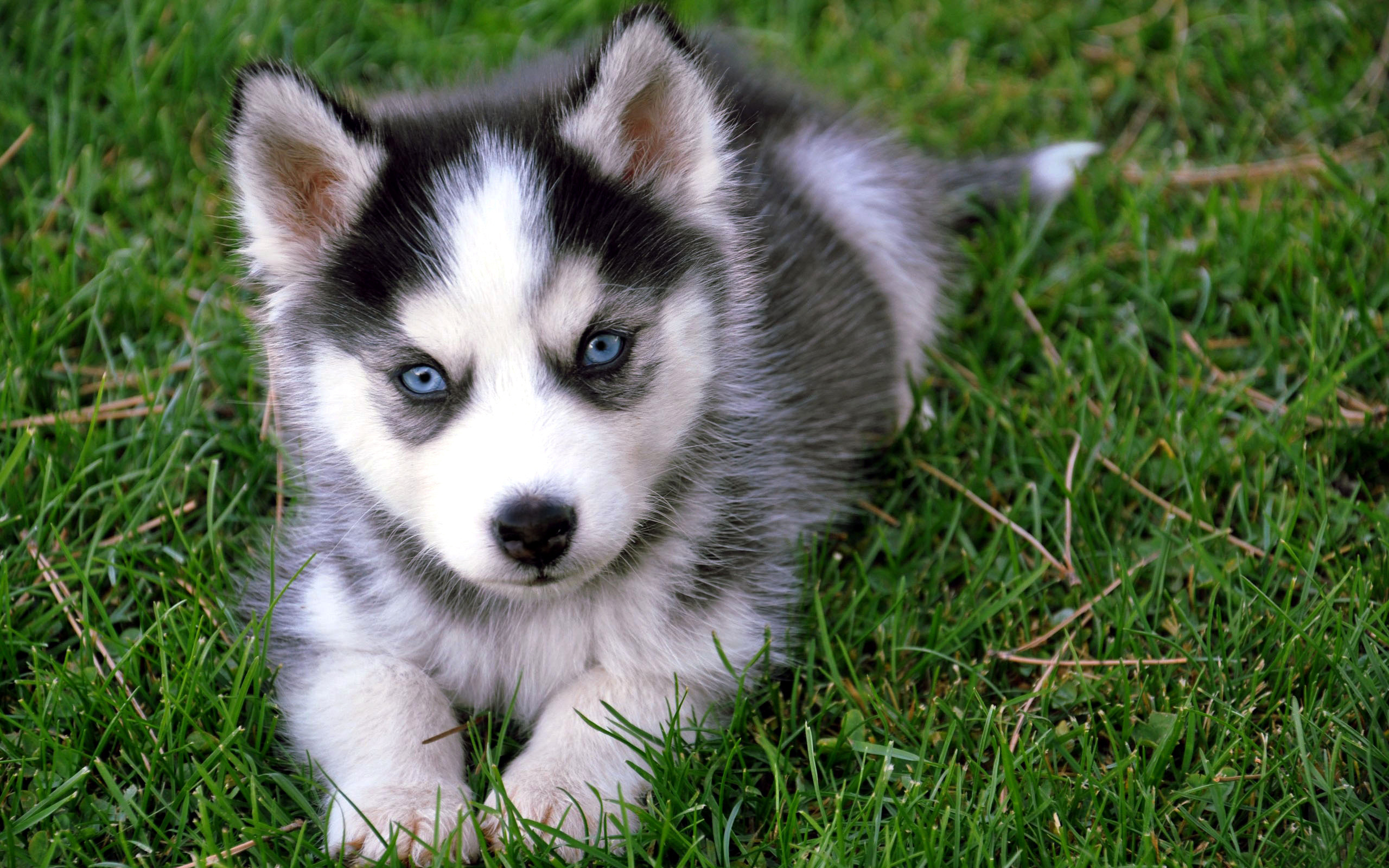 Cute Baby Siberian Husky Wallpaper Background With