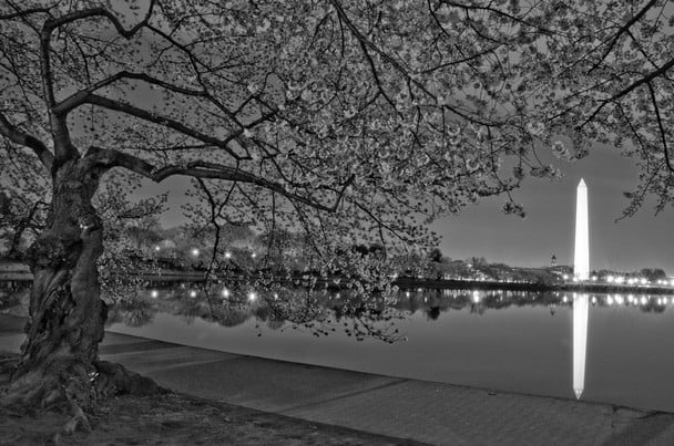  cherry blossoms at night washington dc location washington dc usa