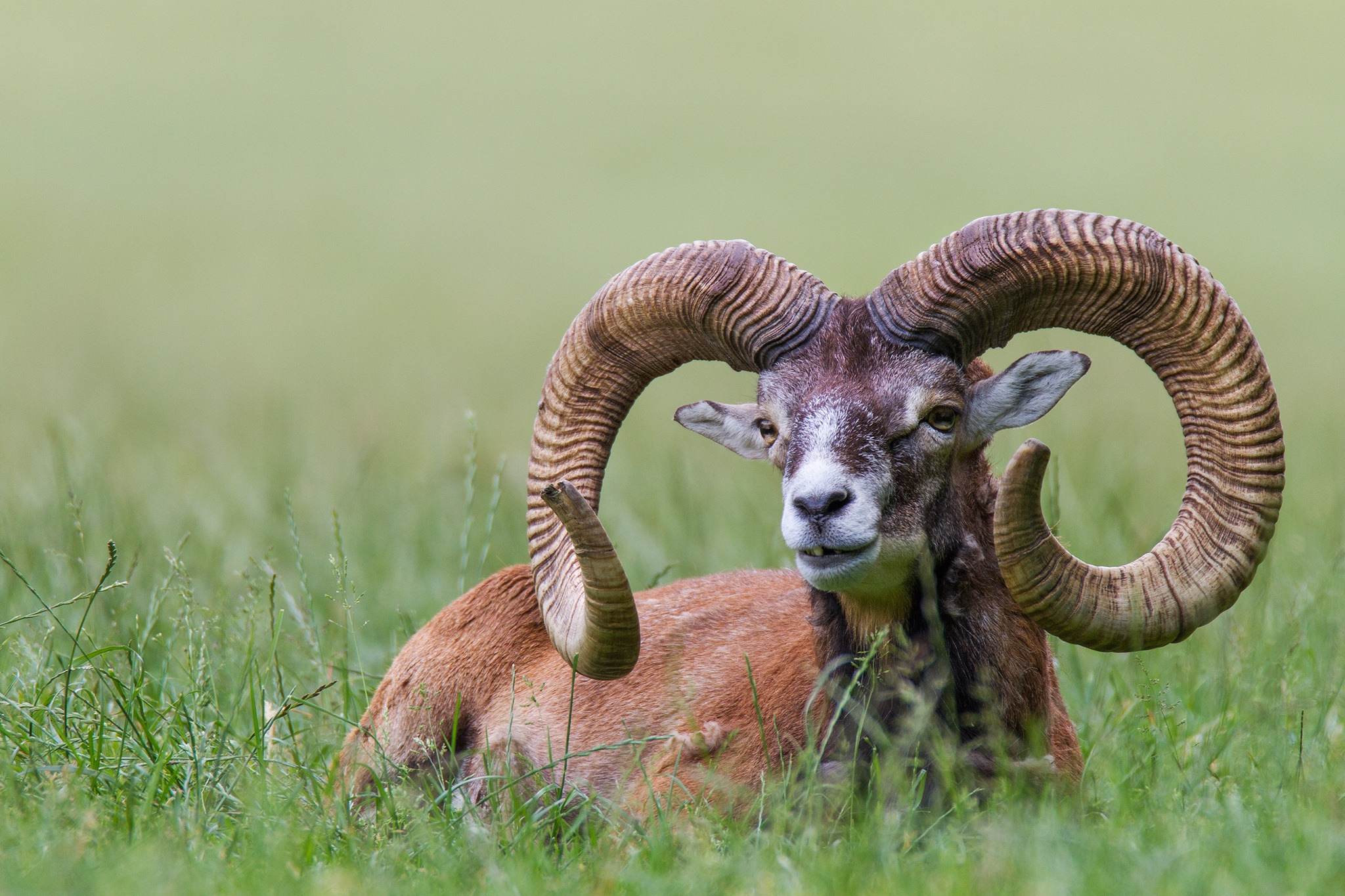 Wallpaper Horns Mouflon Grass Animals