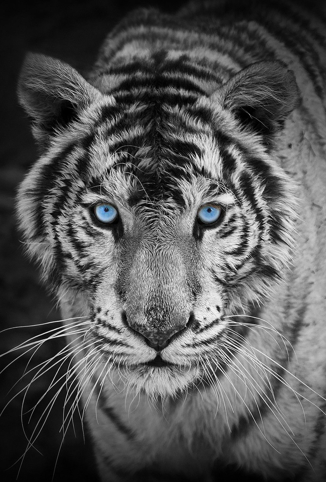 Wild Animal iPhone Wallpaper At Wallpaperbro