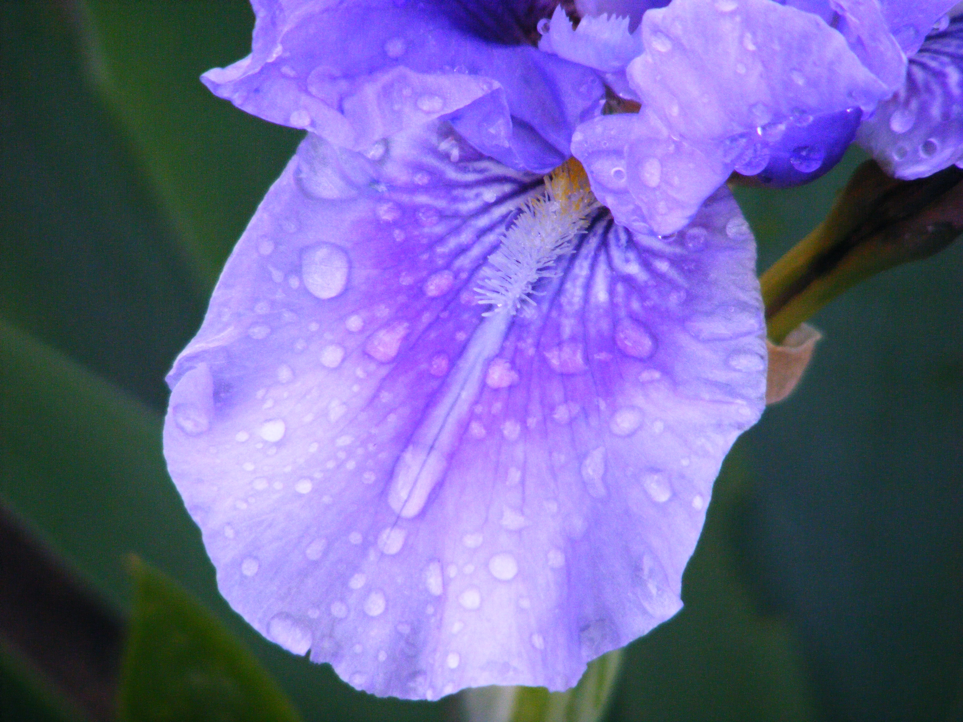 Raindrops On A Blue Bearded Iris Wallpaper