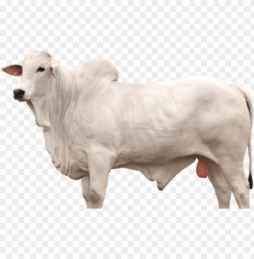 Boi Nelore Png Cattle Image With Transparent Background Toppng
