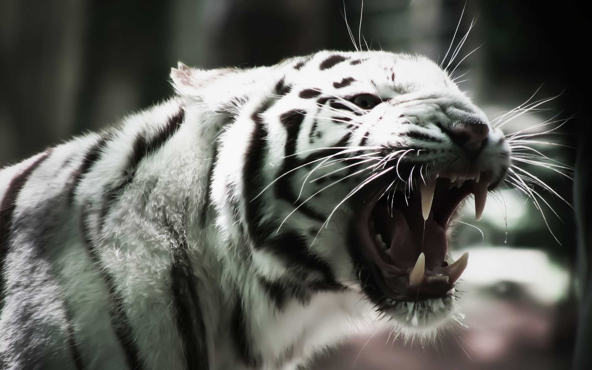white tiger desktop wallpaper which is under the tiger wallpapers 1920x1200