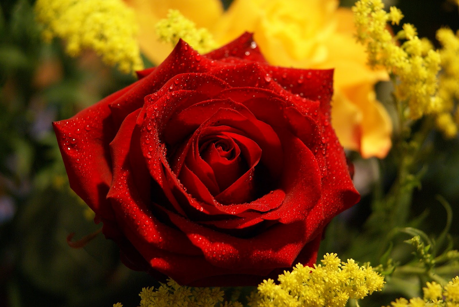Red Roses Flower Rose Pictures Jpg
